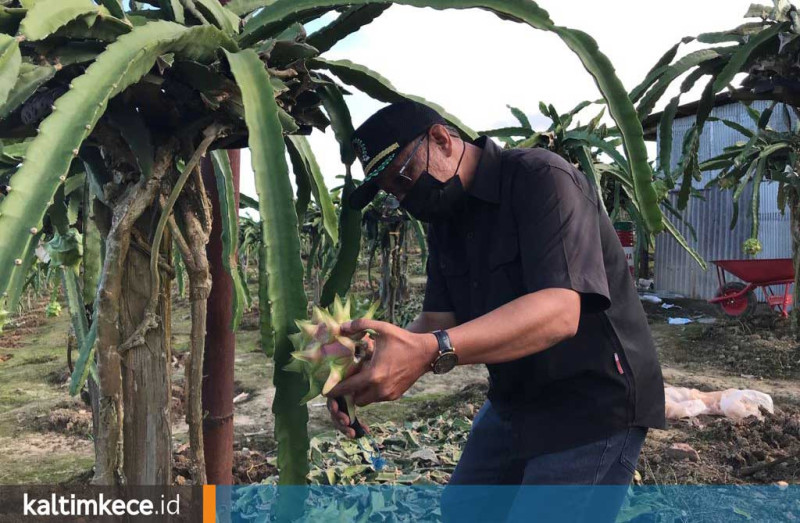 Muhammad Samsun saat panen raya buah naga di Samboja. (istimewa)