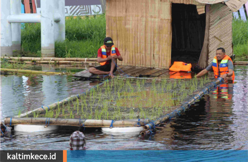Sawah apung di Muara Enggelam, Kecamatan Muara Wis, Kukar.